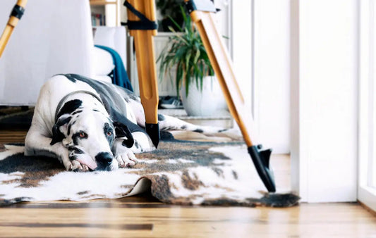 Dogue Allemand qui s'ennuie et qui a besoin de jeux (Oria & Co) pour être stimulé