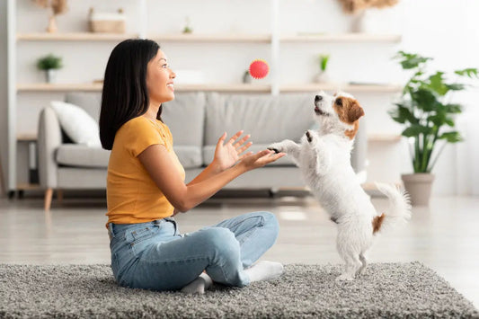 Combien de temps faut-il jouer avec son chien ?