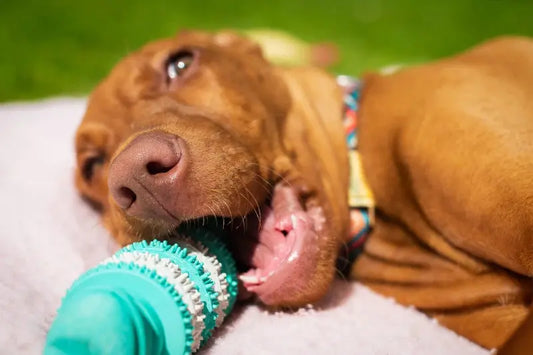Comment choisir le meilleur jouet à mâcher pour votre chien ?| Oria & Co