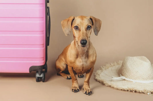 Comment occuper son chien en voyage - Photo d'in chien au regard serein à coté d'une valise de voyage rose et d'un chapeau d'été pour femme
