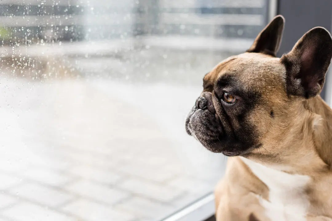 Chien qui s'ennuie lors d'une journée pluvieuse - Astuces et conseils pour l'occuper les jours de pluie