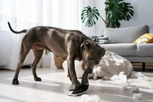 Chien détruit tout à la maison en mon absence
