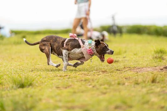 Importance du jeu pour les chiens