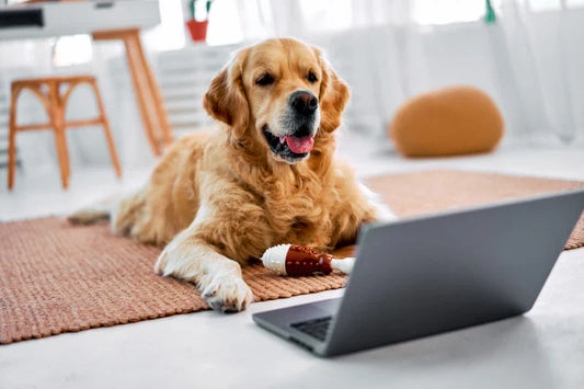 Les races de chiens qui peuvent rester seules à la maison durant la journée | Oria & Co