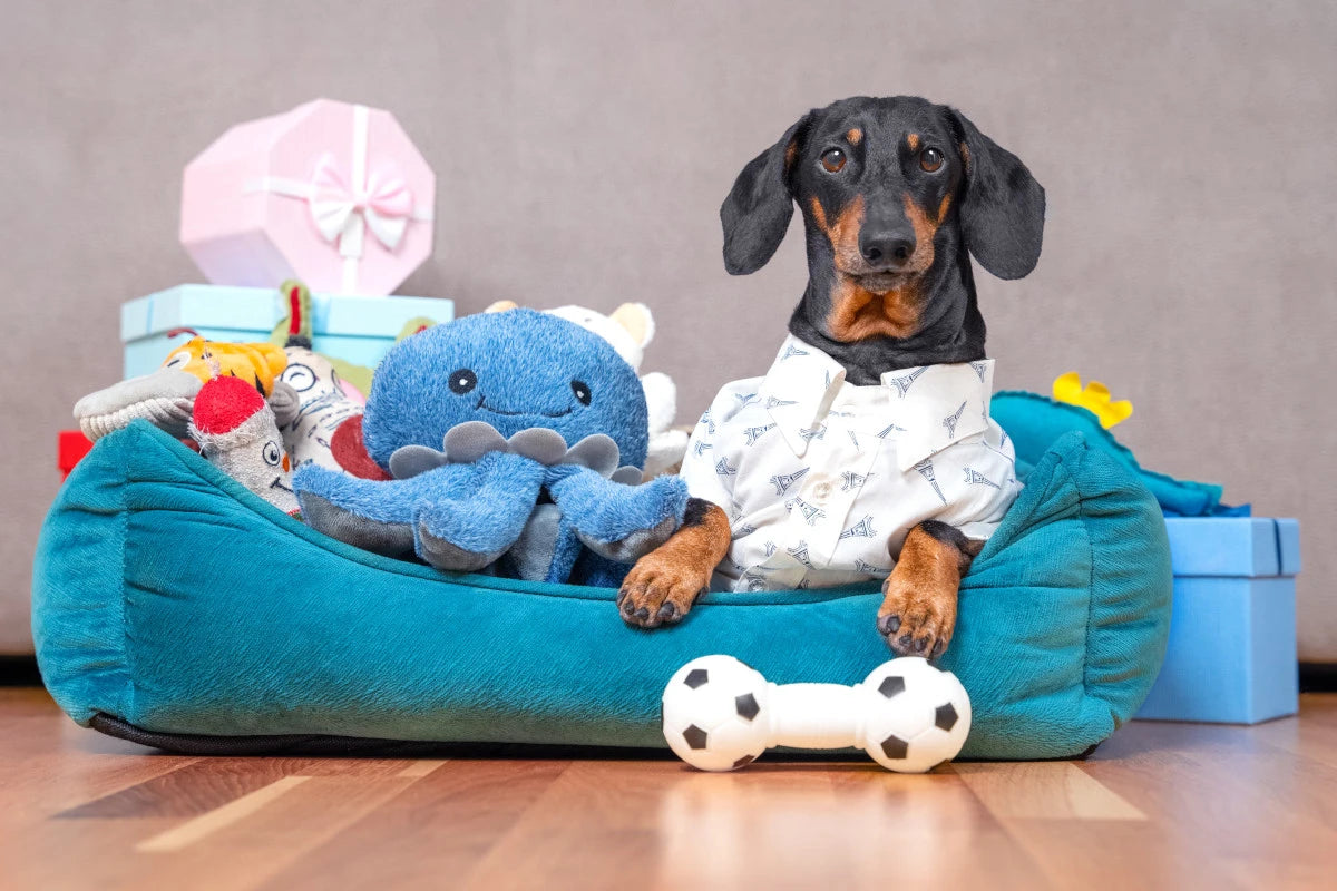 Dachsund dans son panier entouré de jouet d'occupation et d'interaction