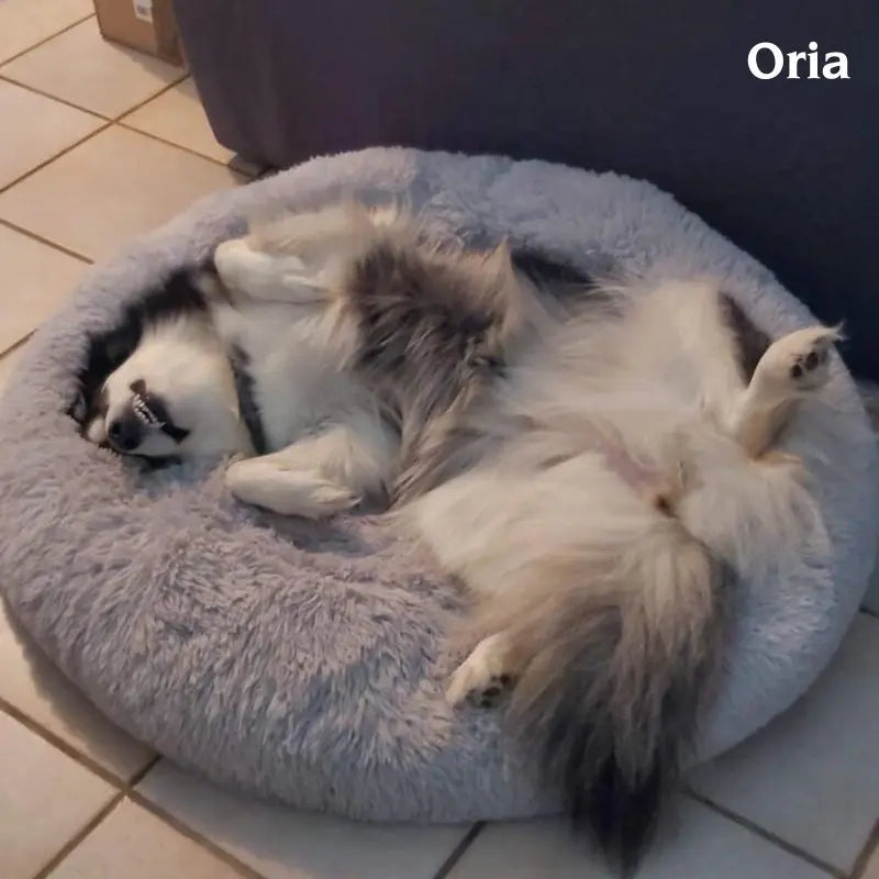 Oria sur son coussin pour chien déhoussable et anti-stress - Oria & Co