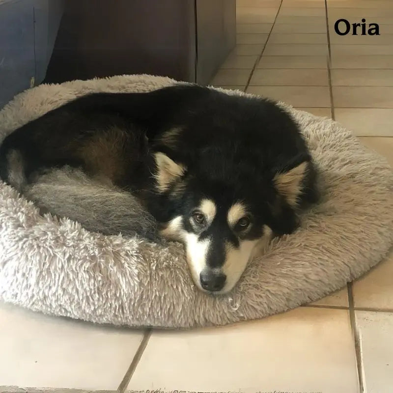 Chien couché dans son coussin pour chien déhoussable et anti-stress - Oria & Co