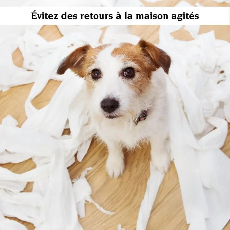 E-Book : Laissez votre chien seul à la maison en toute sécurité - Oria & Co