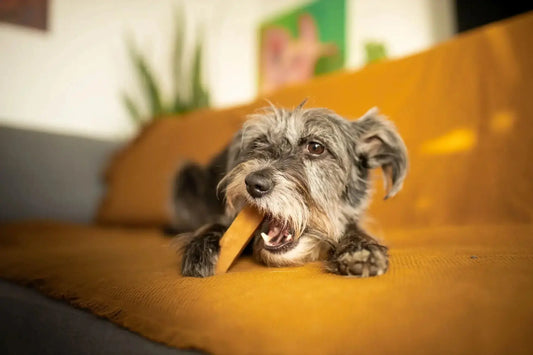 Chien qui mastique un fromage de yak Oria & Co et LE COCON DE CESAR