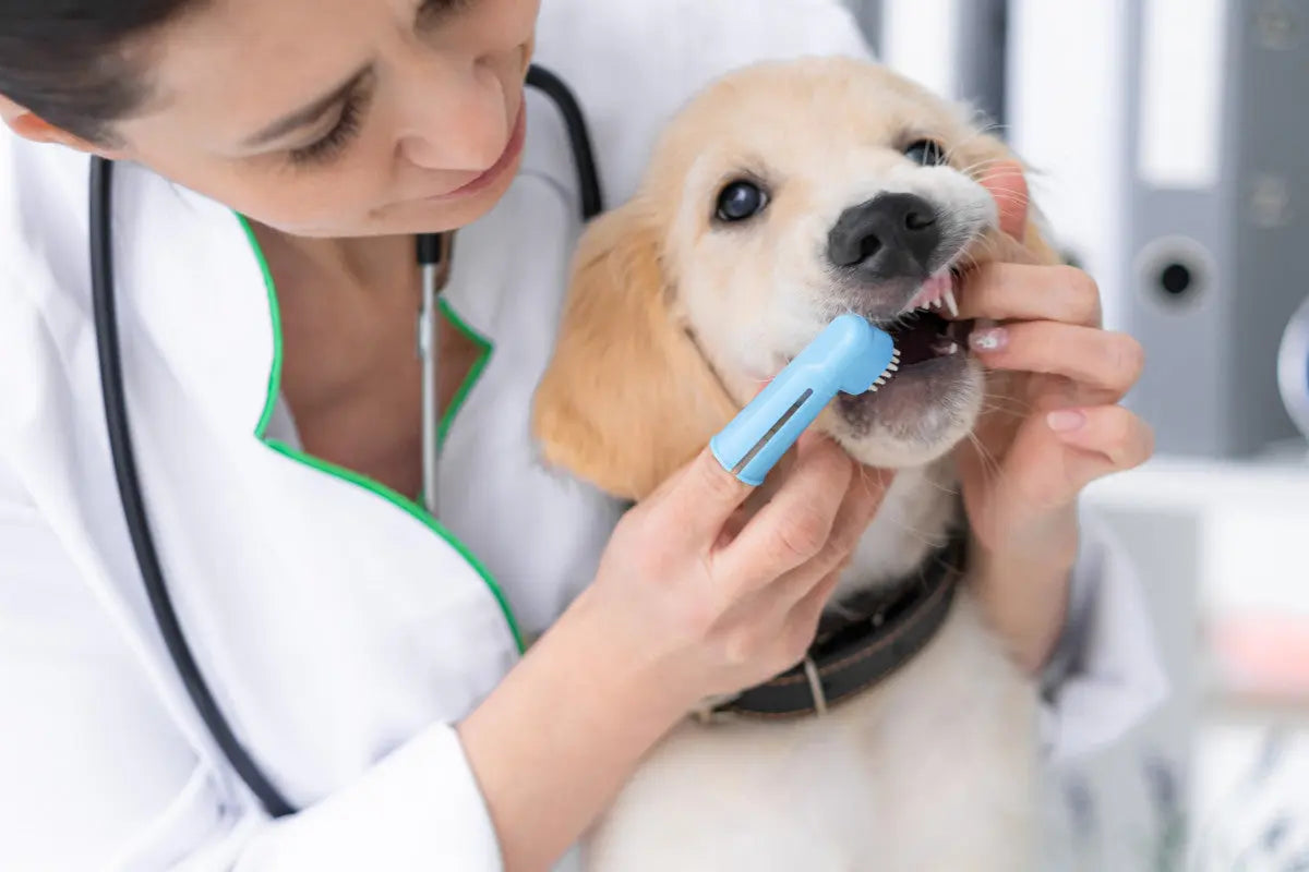 Brosser-les-dents-du-chien-solutions-s-il-refuse Oria & Co Image