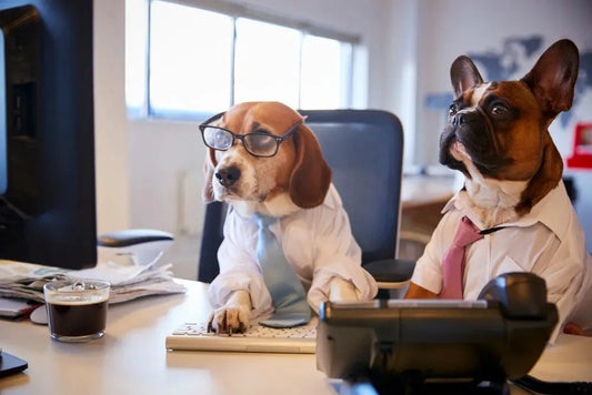 Comment organiser sa semaine avec un chien quand on travail ? | Oria & Co