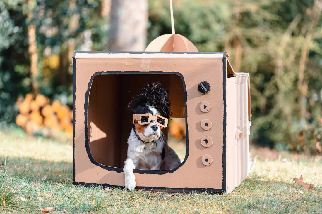 Chien déguisé joue le présentateur dans une télévision en carton