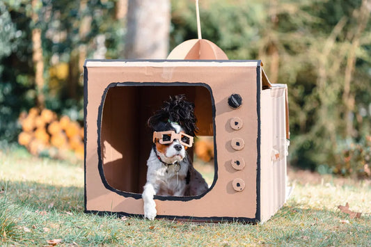 Chien déguisé joue le présentateur dans une télévision en carton