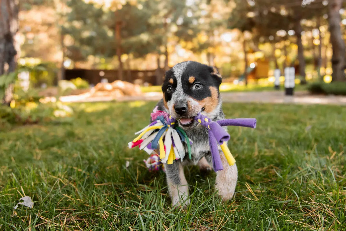 Jouet-occupation-chiot-top-idées-sûres-pour-jeunes-chiens Oria & Co