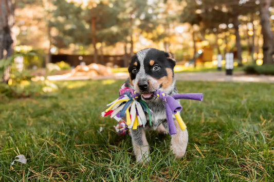 Jouet-occupation-chiot-top-idées-sûres-pour-jeunes-chiens Oria & Co