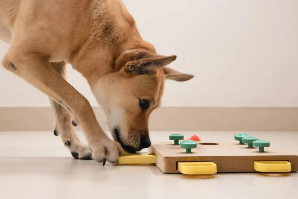 Jouets-pour-chiens-lesquels-choisir-pour-pas-cher Oria & Co Image