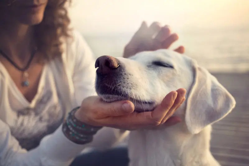 Maitresse qui caresse son chien pour l'apaiser Image