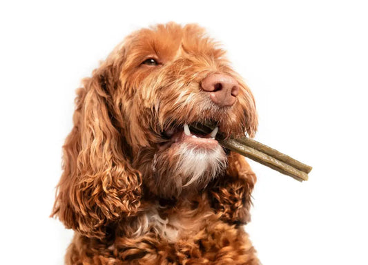 Les Friandises naturelles de mastication pour chien : Tout ce que vous devez savoir | Oria & Co