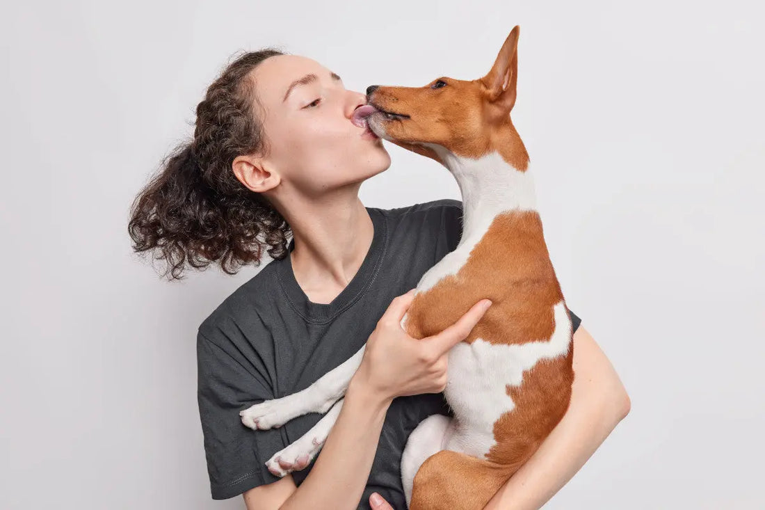 Chien Basenji qui lèche sa maitresse sur le visage