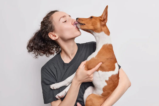 Chien Basenji qui lèche sa maitresse sur le visage