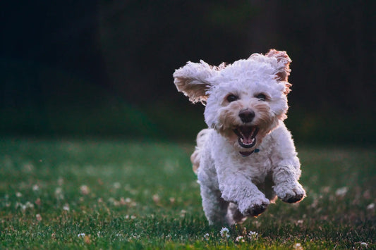 Quel est le meilleur jouet pour votre Bichon Maltais ? | Oria & Co