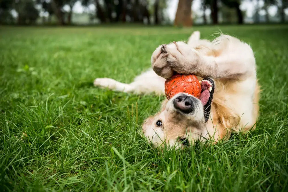 Quels sont les avantages d'un jouet à mâcher pour chien ? | Oria & Co