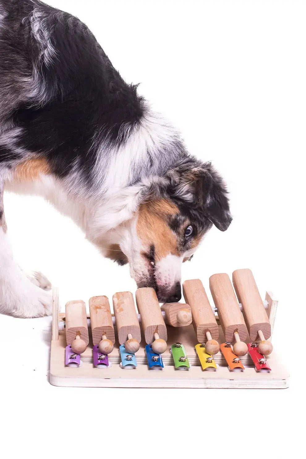 Chien qui jouet au jeu interactif d'intelligence Pet's Piano Image