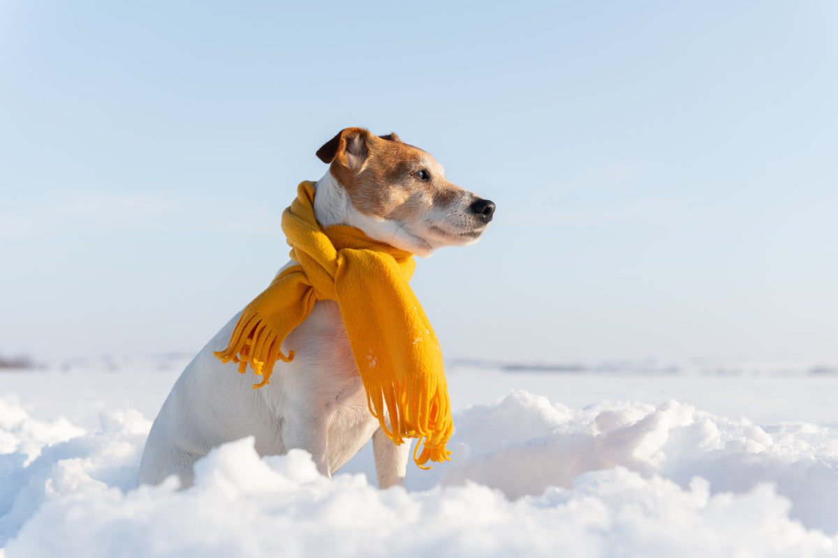 Jack Russel blanc en hiver avec une écharpe orange autour du cou