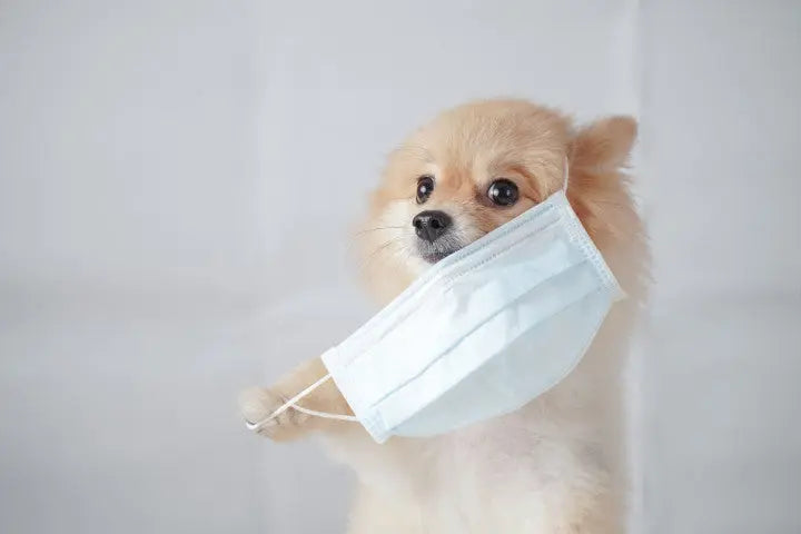 Accessoires pour votre chien - Oria & Co Image