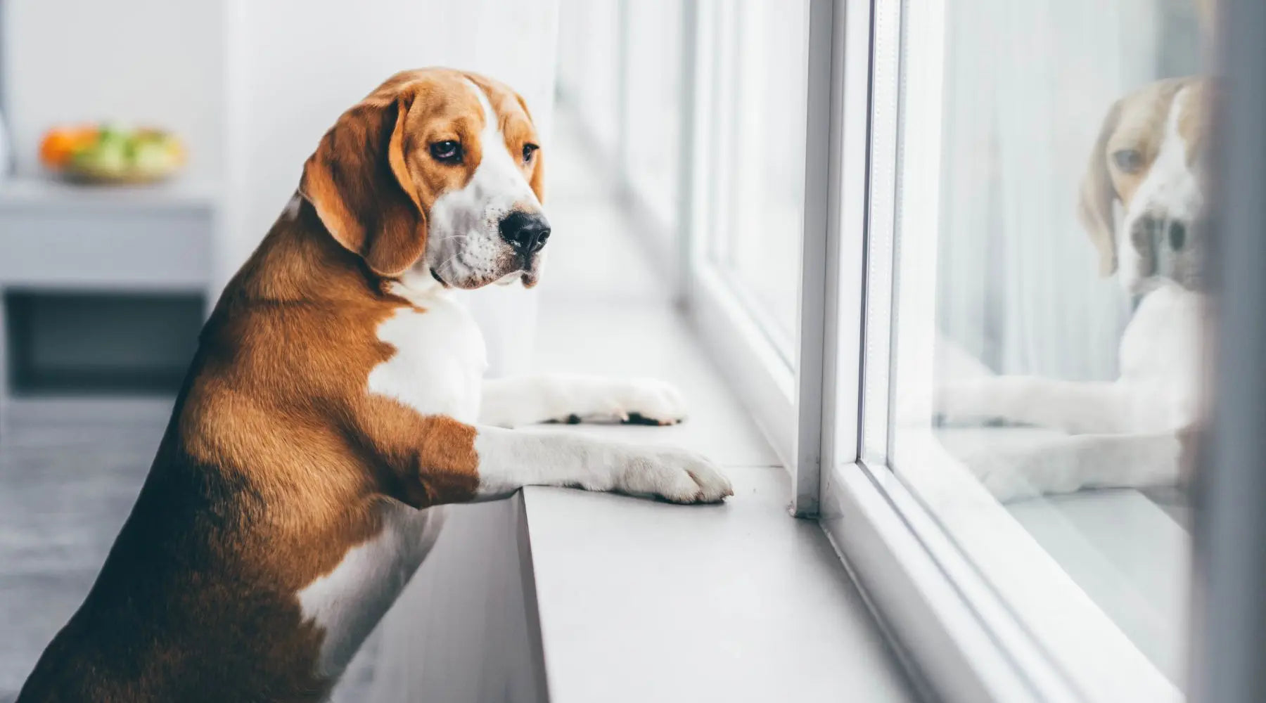 E-Book Oria & Co Image