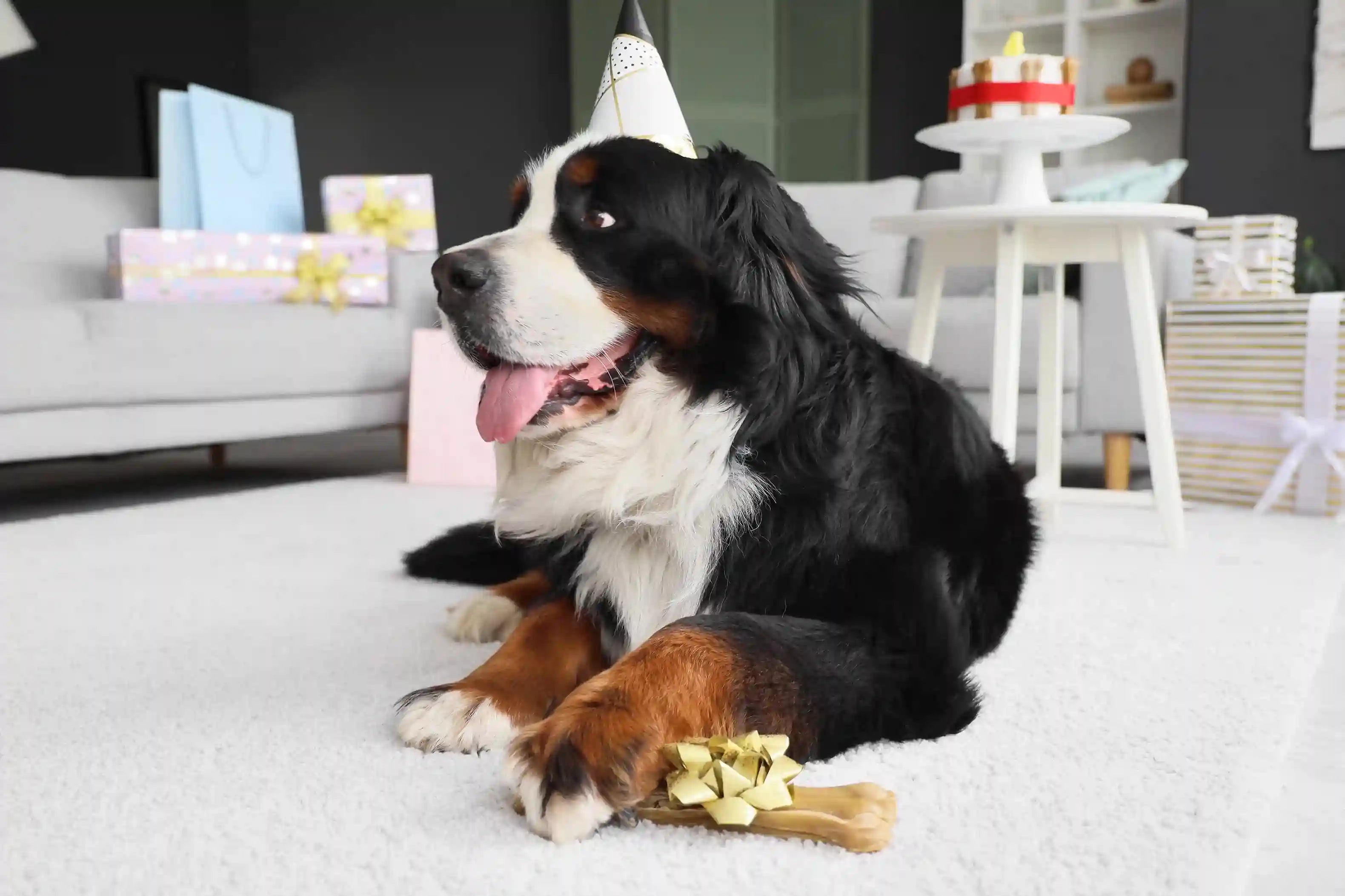 Friandises de mastication pour chien Oria & Co Image