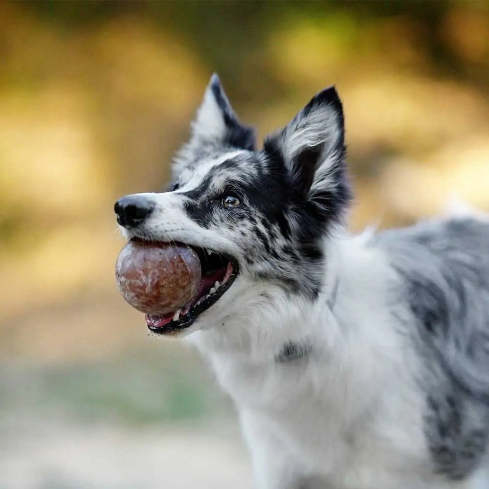 Jouet-d-interaction-pour-chien Oria & Co Image