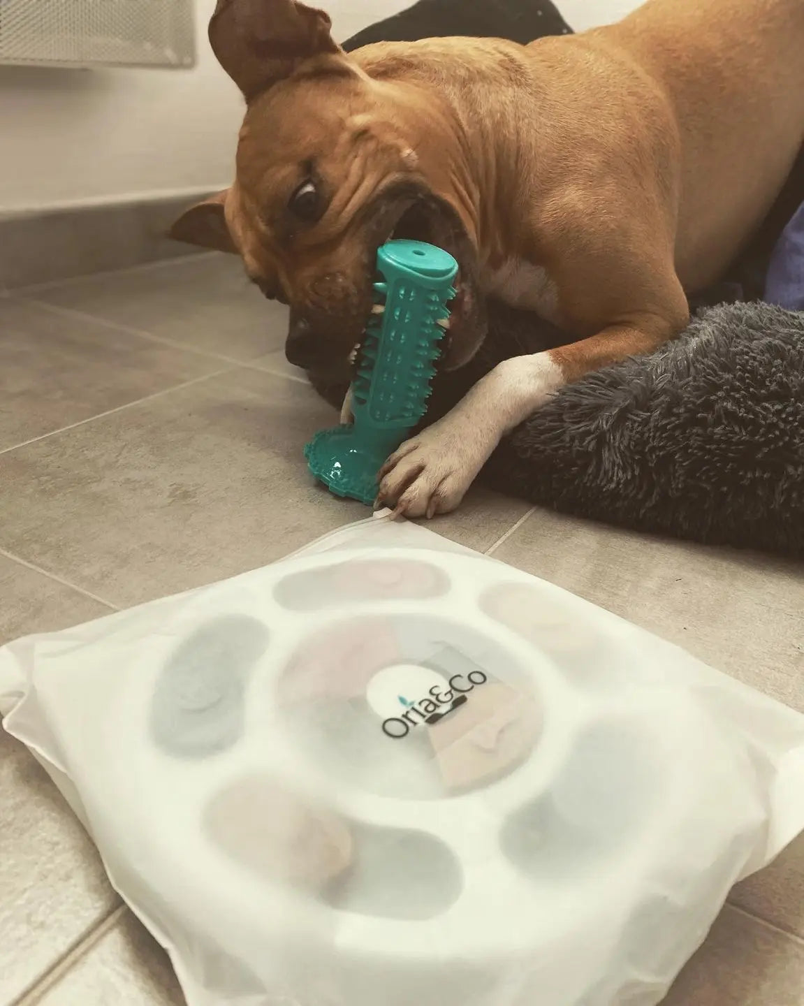 Jouets pour chien | Oria & Co Image
