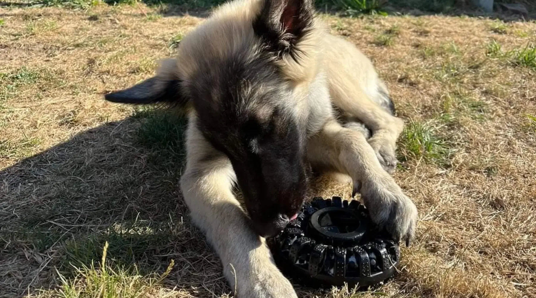 Jouets pour chien indestructibles Oria & Co Image