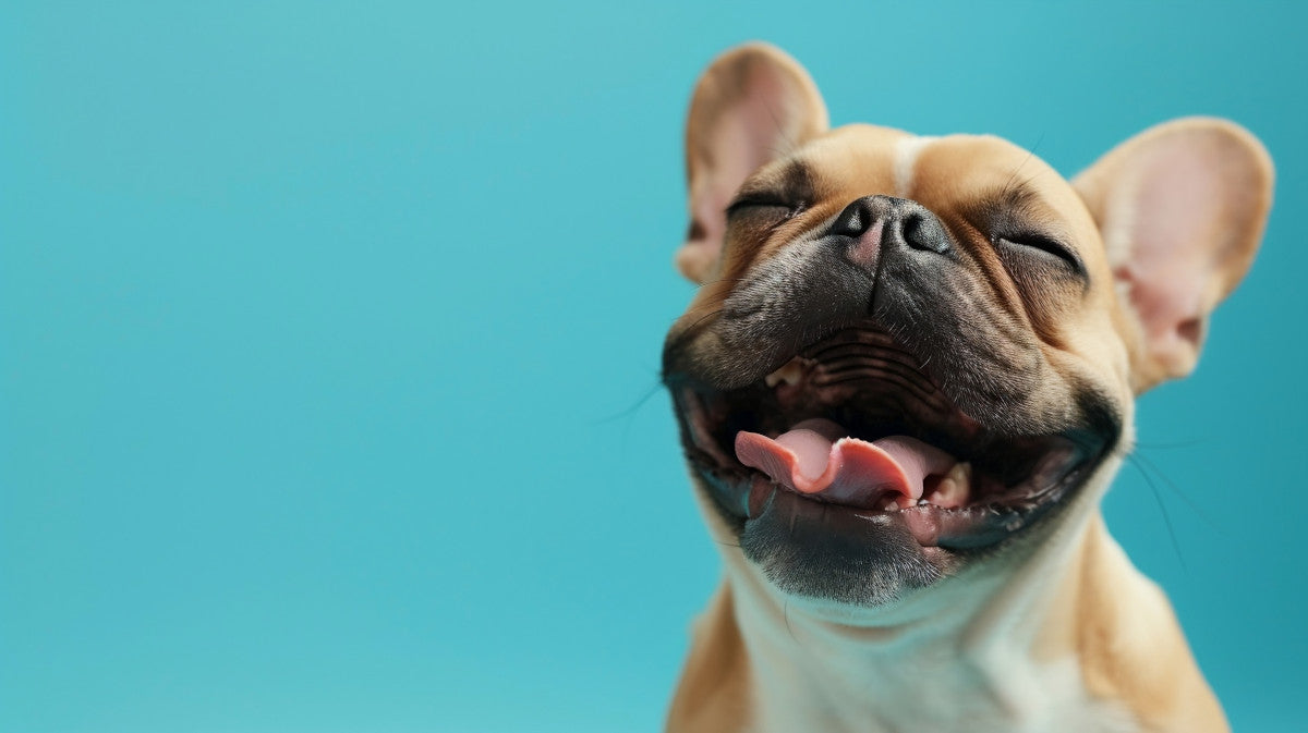 Chien heureux de découvrir tout l'univers Oria & Co Image