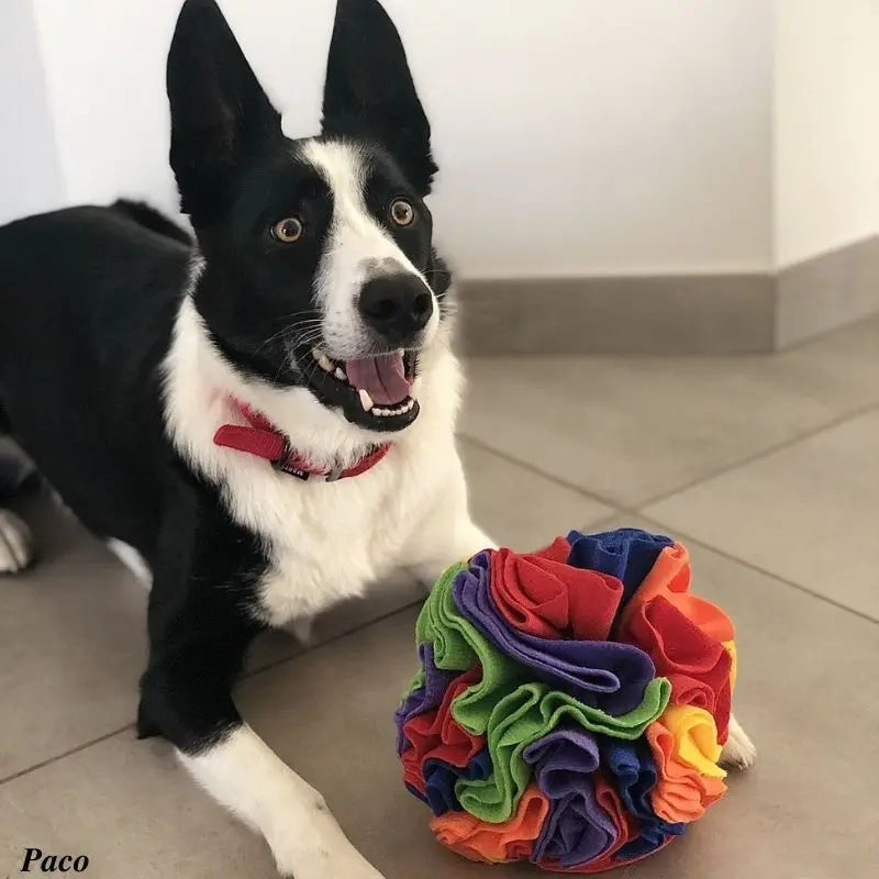 Chien patient devant la balle de Fouille - Snuffle Ball - Oria & Co