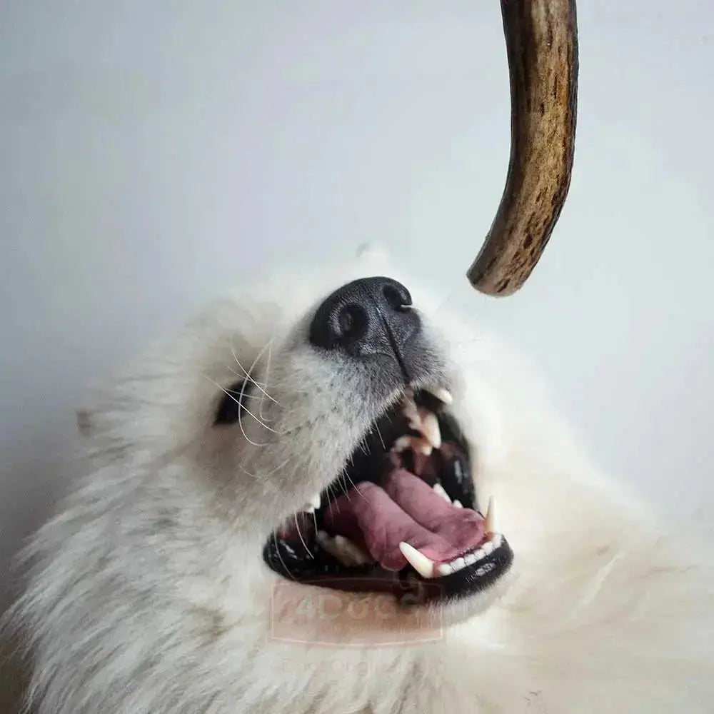 Chien avec un bois de cerf dur L (15cm) - 80g - 4DogsOriginal