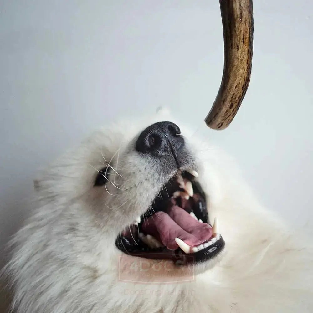 Bois de cerf dur XL (18cm) - 113g - Friandises de mastication longue durée 4DogsOriginal