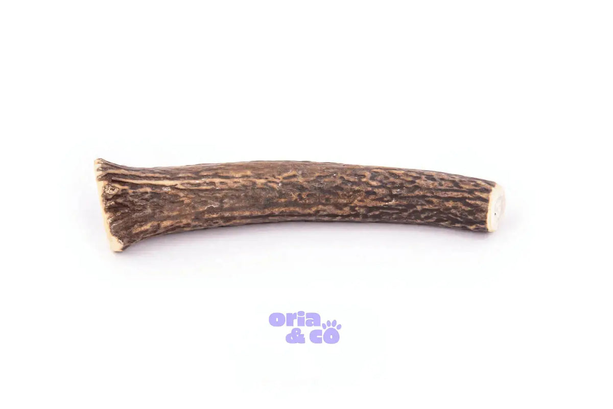 Bois de cerf dur XL (18cm) - 113g - Friandises de mastication longue durée 4DogsOriginal