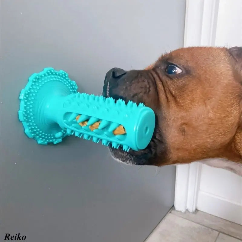 Utilisation du jouet à mâcher et brosse à dent pour chien fixé contre le mur - Oria & Co