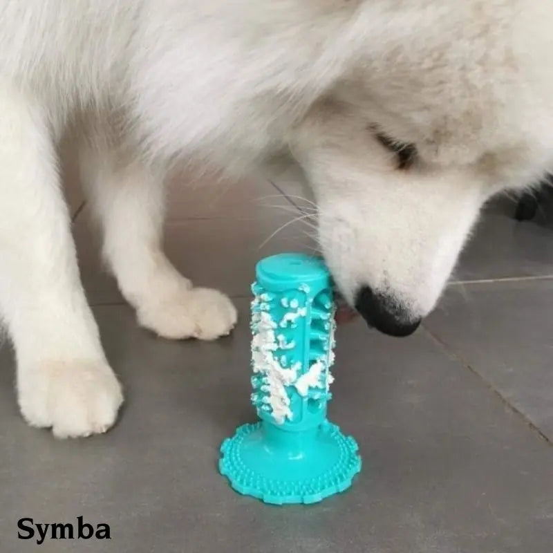 Utilisation du jouet à mâcher et brosse à dent pour chien - Oria & Co