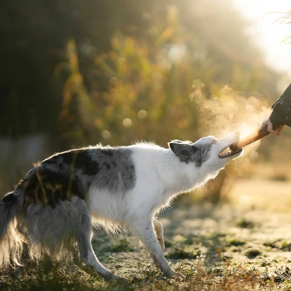 Jouet pour chien Rub Bite POCURULL SL (Retorn)