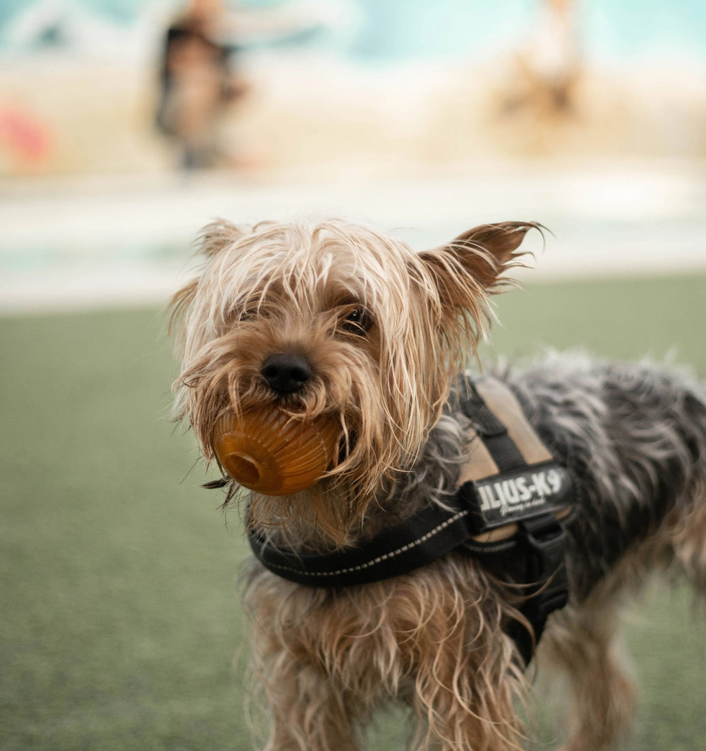 Jouet pour chien Rub Gossy Egg POCURULL SL (Retorn)