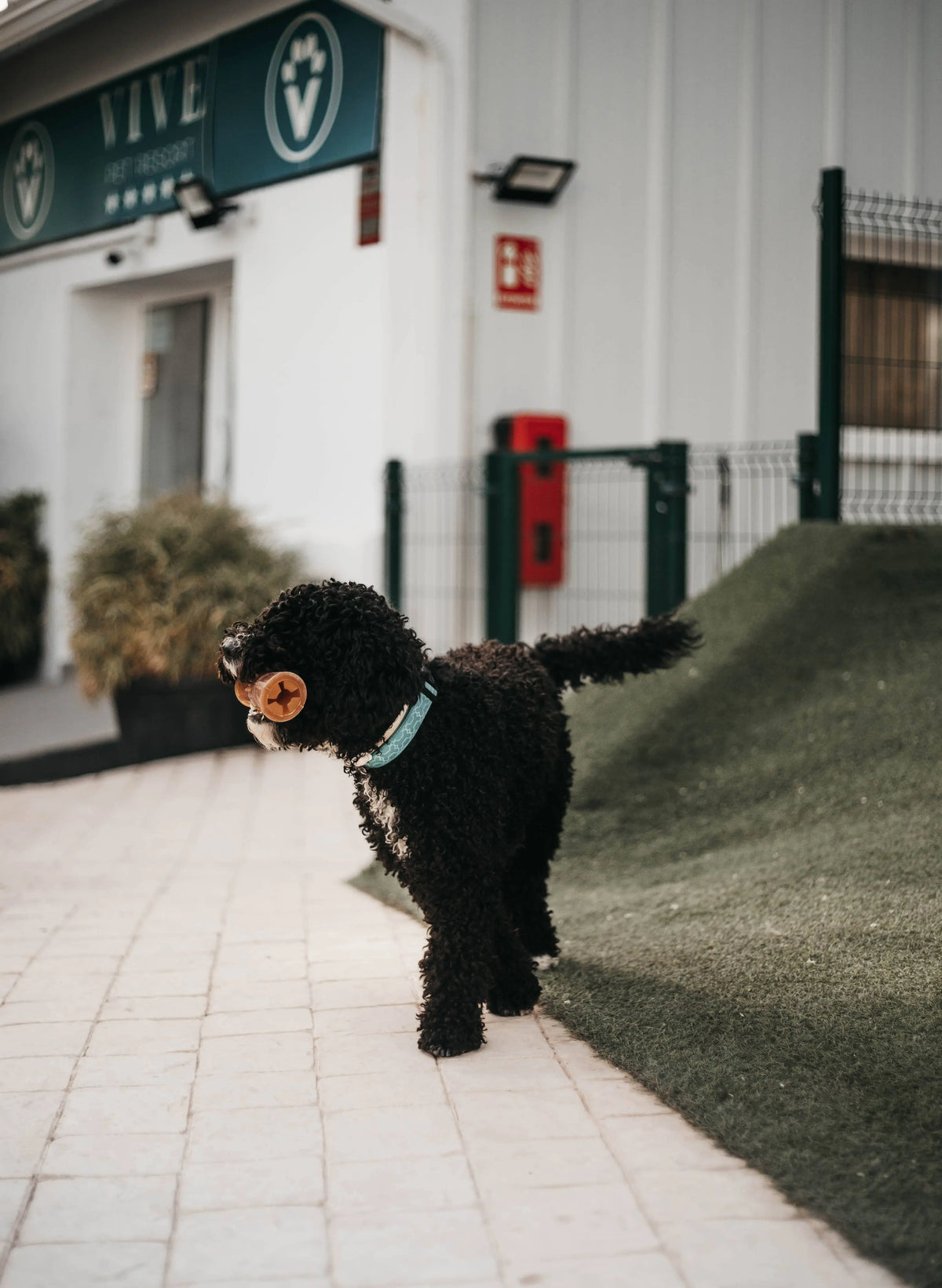 Jouet pour chien Rub Loop Treat POCURULL SL (Retorn)