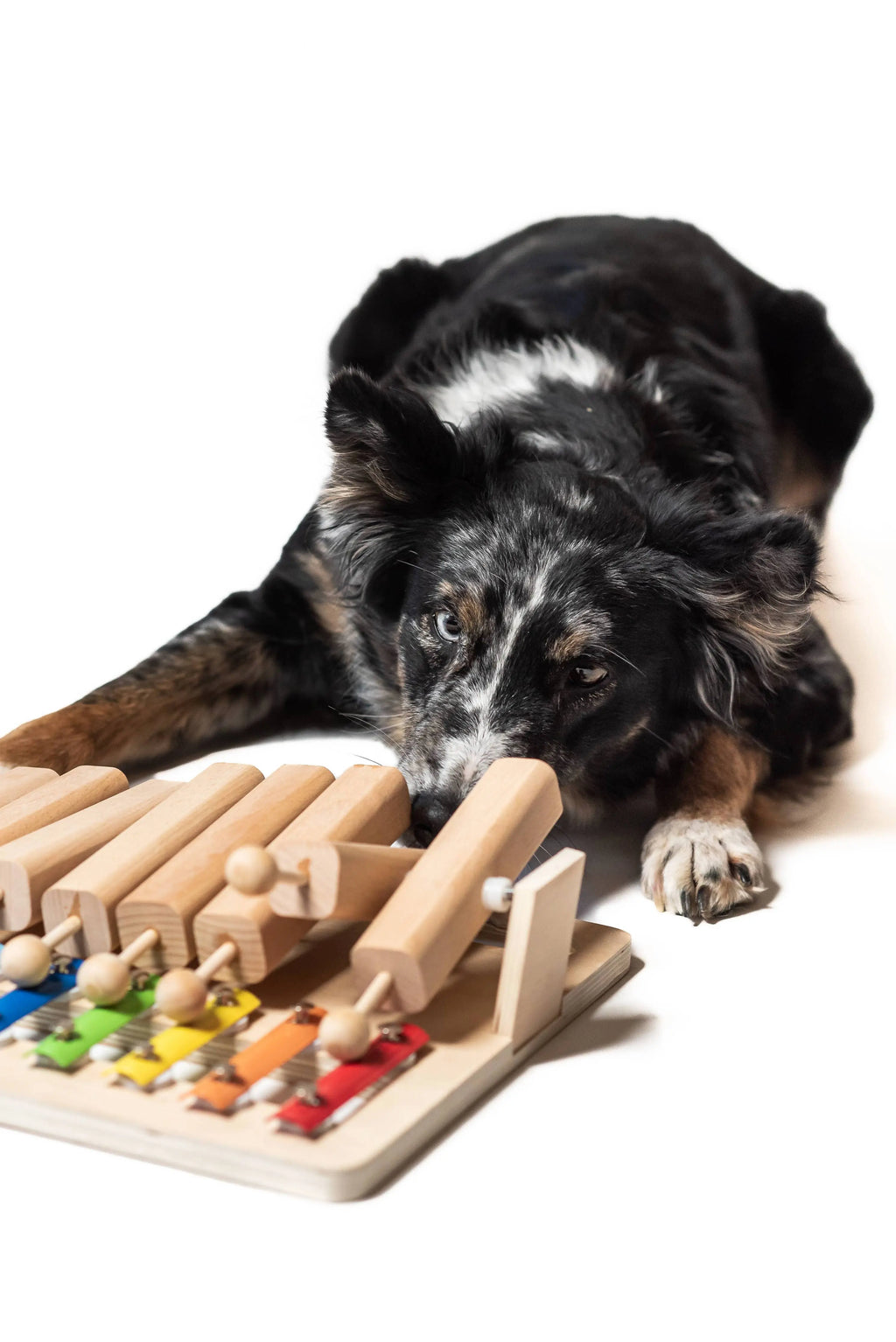 Piano - Jouet interactif de l'année My Intelligent Dogs
