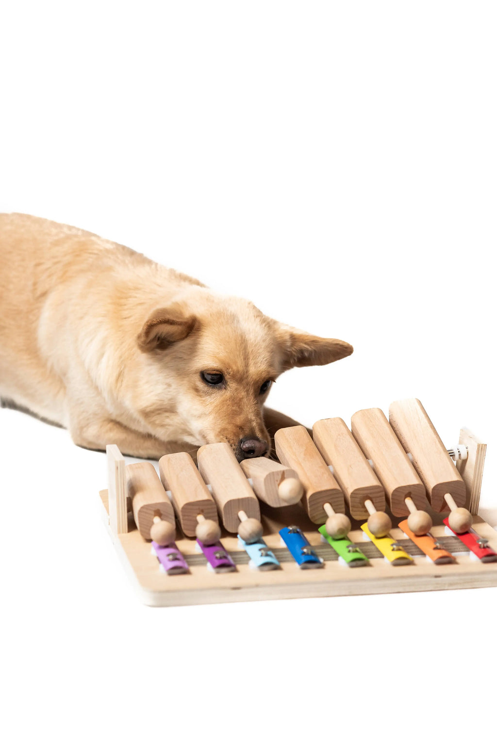 Piano - Jouet interactif de l'année My Intelligent Dogs
