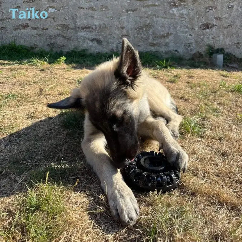 Utilisation du pneu de mastication pour chien résistant - Oria & Co