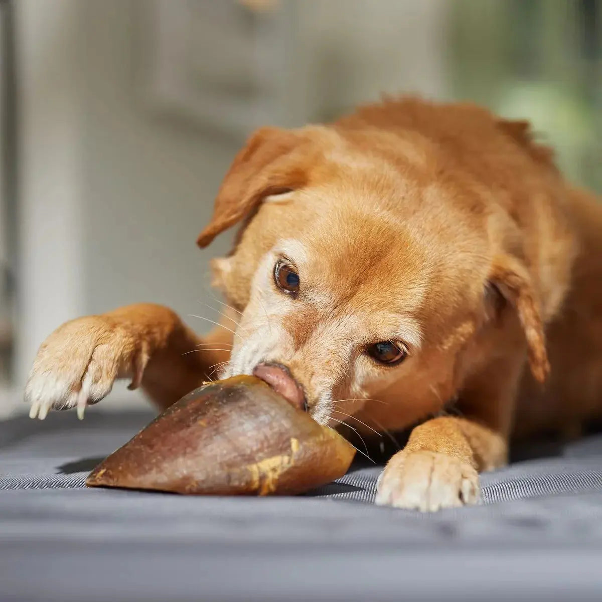 Sabot de boeuf pour chien - Friandise de mastication naturelle LE COCON DE CESAR