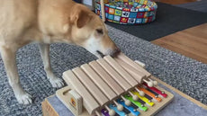 Vidéo d'utilisation du Pet's Piano poru chien chez Oria & Co