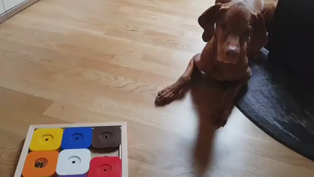 Vizla joue avec le Dog Sudoku medium Expert rainbow